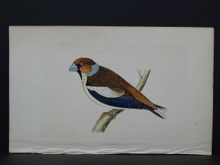 Rev.  F.  O.  Morris,  Birds,  S4 27 Hawfinch