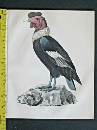 Andean Condor,  Cathartes Gryphus,  Book Of The World,  Handcol.  Lithogr.  1847