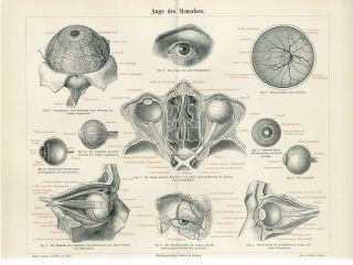 1895 Human Eye Anatomy Antique Engraving Print