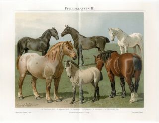 1895 Horses Horse Breeds Belgian Neapolitan Chromolithograph Print Emil Volkers