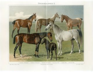 1895 Horses Horse Breeds Arab English Antiquechromolithograph Print Emil Volkers