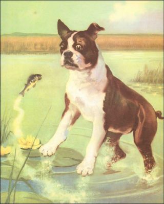 Boston Terrier Dog Surprised By Fish In Pond By Wesley Dennis Vintage 1955
