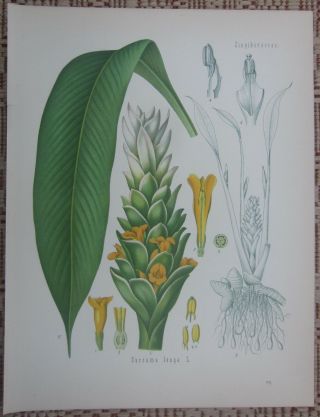 Koehler: Decorative Large Chromo Medicinal Plants Curcuma - 1887