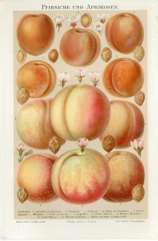 1895 Peach Apricot Fruit Antique Chromolithograph Print