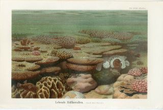 1895 Tropical Coral Reef Life Fish Antique Chromolithograph Print