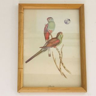 Vintage J Gould Framed Bird Print Parakeets Color 5” X 7” Wooden Frame