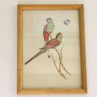 Vintage J Gould Framed Bird Print Parakeets Color 5” x 7” Wooden Frame 5