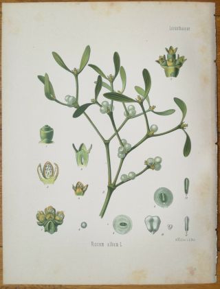 Koehler: Large Chromo Medicinal Plants Mistletoe Viscum Album 1887