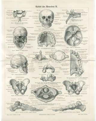 1895 Human Skull Bones Skeleton Anatomy Antique Engraving Print