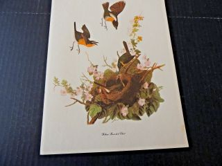 John James Audubon,  Yellow Breasted Chat,  Vintage Print,  Roger Tory Peterson
