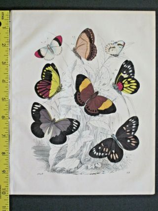 Butterflies,  Papilio Lampedia,  Book Of The World,  Handcolored Lithog.  1849