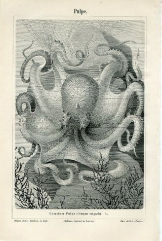 1894 Marine Sea Octopus Octopus Vulgaris Antique Engraving Print