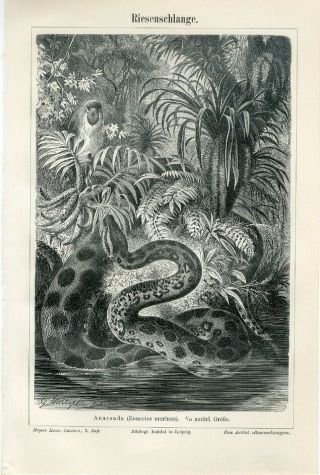 1894 Anaconda Snake Attack Shoebill Bird Antique Engraving Print G.  Mutzel
