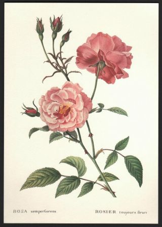 Vintage China Rose Botanical Flower Print Rosa Semperflorens Florence Italy