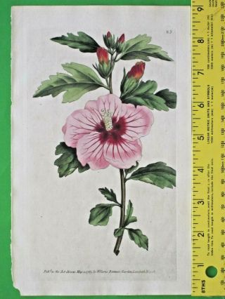 Syrian Hibiscus,  Althea Frutex,  Early Curtis Hand Colored Eng.  83,  1789