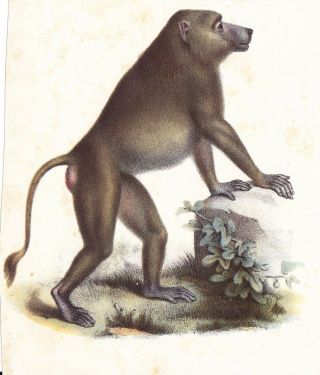 Baboon Monkey Color Lithograph Mid To Late 19th Century Austrian