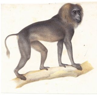 Lion - Tailed Macaque Monkey4.  Color Lithograph Mid To Late 19th Century Austrian