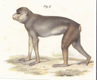 Rhesus Macaque Monkey Color Lithograph Mid To Late 19th Century Austrian