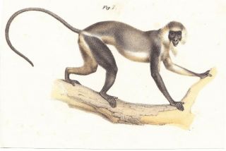 Diana Monkey Color Lithograph Mid To Late 19th Century Austrian