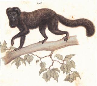 Brown - Bearded Saki Monkey Color Lithograph Mid To Late 19th Century Austrian
