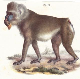 Mandrill Monkey Color Lithograph Mid To Late 19th Century Austrian