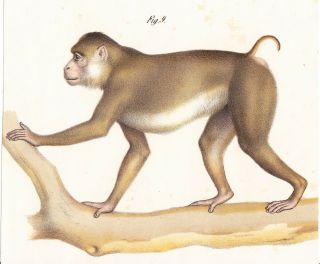 Pig - Tailed Macaque Monkey Color Lithograph Mid To Late 19th Century Austrian