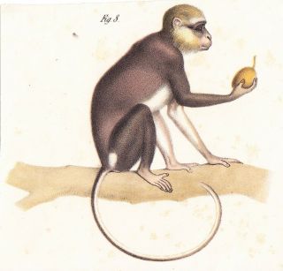 Mona Monkey Color Lithograph Mid To Late 19th Century Austrian