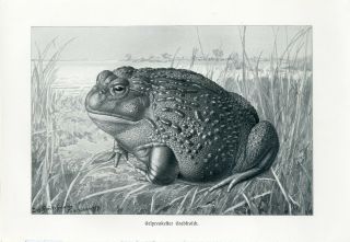 C1900 A.  Brehm African Bullfrog Antique Litho Print Jos.  Fleischmann