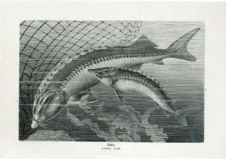 C1900 A.  Brehm Sturgeon Beluga Fish Antique Litho Print G.  Mutzel