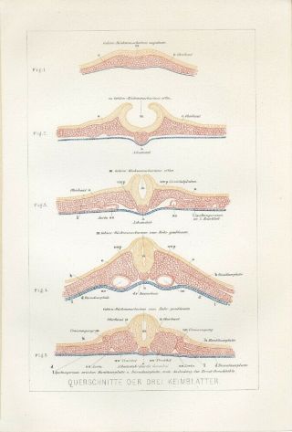 1890 Cross - Section Of The Three Germ Layers Anatomy Lithograph Print J.  Ranke