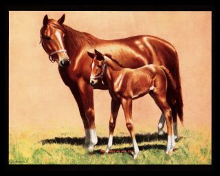 " Apple Of Her Eye " Mare Horse Filly Colt Foal Art Print By C.  W.  Anderson