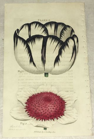 Hand - Colored Botanical Print Variegated Tulip Anemone 1822 Florist 