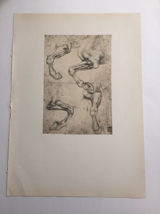 Vintage 1957 Art Print Master Drawing Leonardo Da Vinci - Studies Of Horses Legs