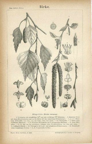 1876 Birch Tree Leaf Plants Antique Engraving Print