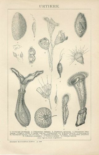 1894 Protozoa Megastoma Trichomonas Aspidisca Freya Antique Engraving Print