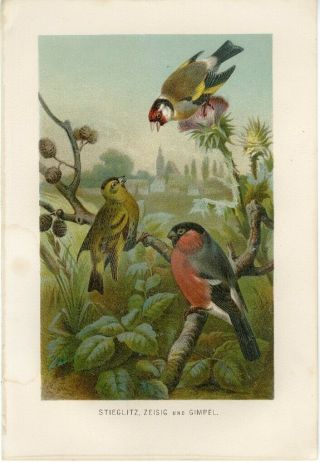 1890 A.  Brehm Bullfinch Chaffinch Goldfinch Birds Antique Chromolithograph Print