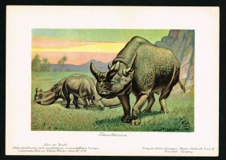 Titanotherium Prehistoric Extinct Animal Rhinoceros - 1900 Antique Print F.  John