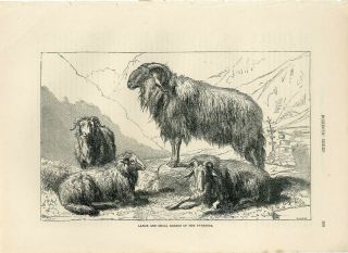 1887 Domestic Sheep Pyrenees Breeds Antique Engraving Print Cassell 