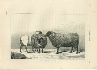 1887 Sheep Southdown Breed England Antique Engraving Print Cassell 