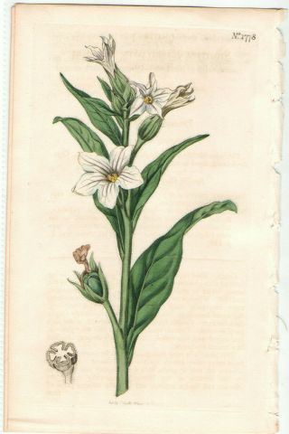 1815 Curtis Botanical Print 1778 Nicotiana Missouri Tobacco Native Wildflower