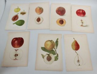 Assorted Antique C1900 Us Department Of Agriculture Fruit Prints Botanical