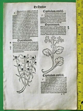 Medieval Herbal,  Incunabula,  Hortus,  Garden Of Health,  Biserrula,  Pentaphilon,  C.  1497