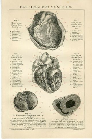 1895 Human Heart Anatomy Antique Engraving Print