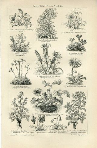 1882 Alpine Plants Flowers Antique Engraving Print