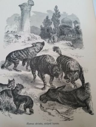 John Kinsley.  1884 Mammals.  Hyena Striata,  Striped Hyena.  Antique Book Print.