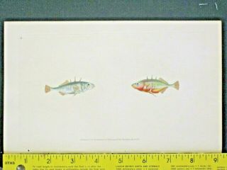 Stickleback,  Gasterosteus Aculeatus,  Masterful Hdc.  Fish,  Donovan 