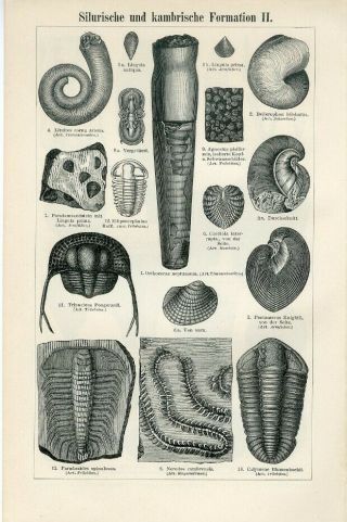 1895 Prehistoric Silurian Cambrian Formation Animals Antique Engraving Print