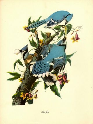 John James Audubon Painting: Blue Jay - Vtg 1950 Bookplate Bird Art Print