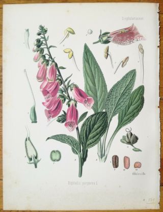 Koehler: Large Chromo Medicinal Plants Digitalis Purpurea 1887