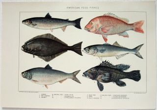 American Food Fish: 1902 Dated Stone Chromo - Lithograph By Julius Bien